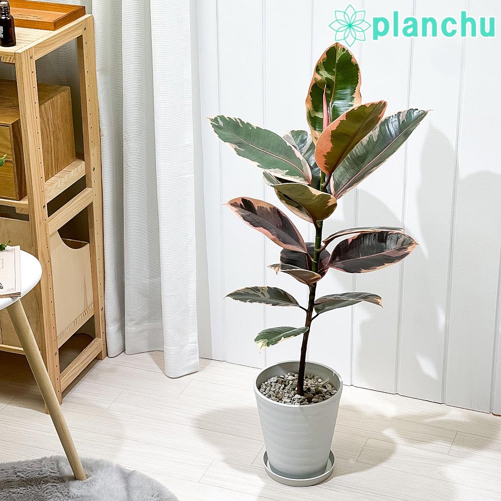 Amazon｜PLANCHU 観葉植物 フィカス ルビー ストレート 6号鉢 受け皿